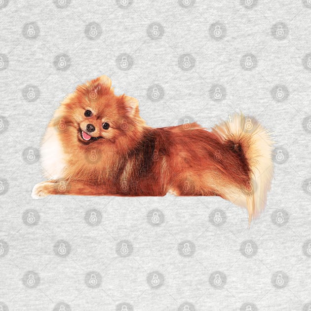 Precious Pomeranian by doglovershirts